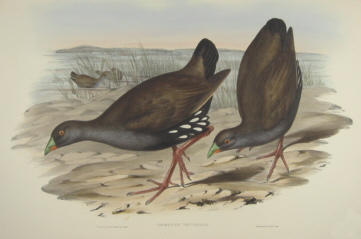 John Gould Birds of Australia